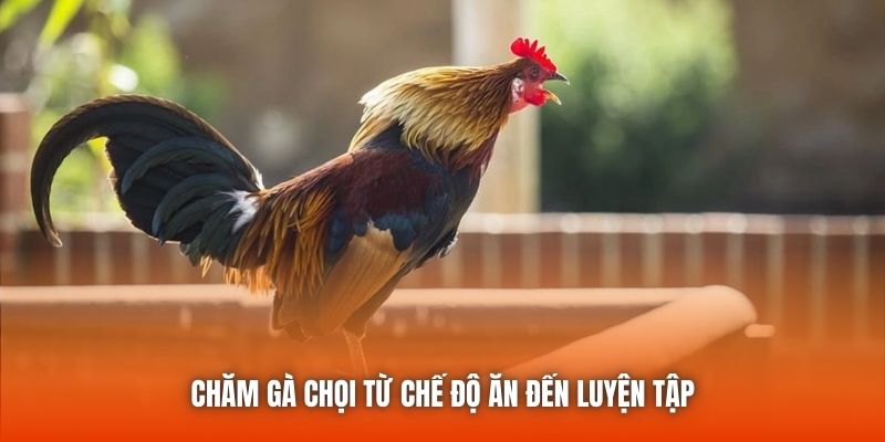 Chăm gà chọi từ chế độ ăn đến luyện tập