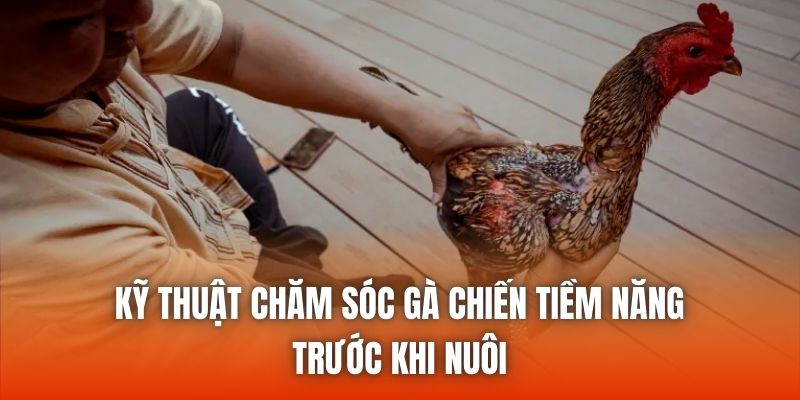 Kỹ thuật chăm sóc gà chiến tiềm năng trước khi nuôi